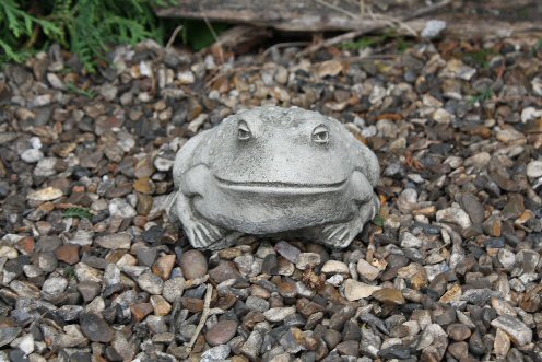 KA116 Small Bull Frog KA116 Small Bull Frog